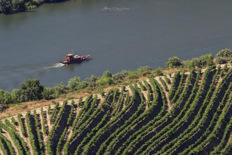 As vindimas no Douro