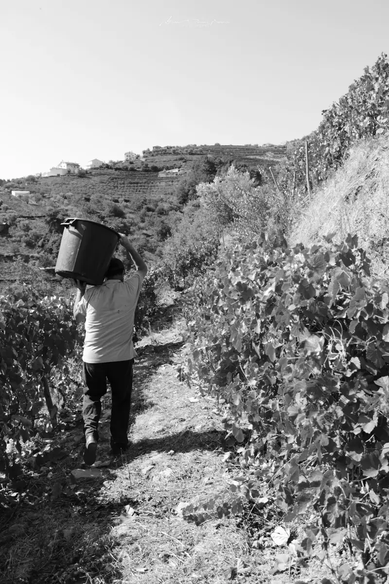 As vindimas no Douro